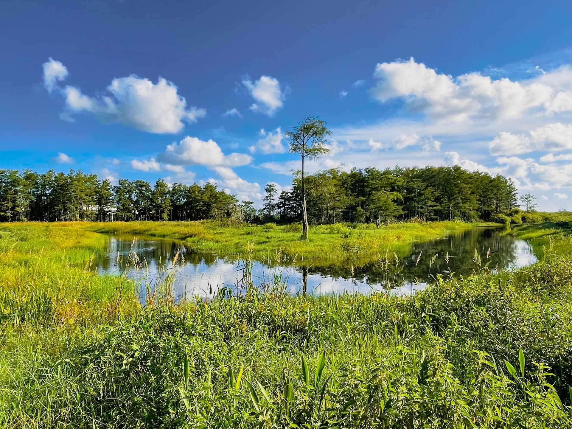 A small pond in the middle of a grassy field with trees in the background.